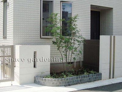 シンボルツリー シマトネリコ シンボルツリー シマトネリコ