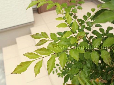 シンボルツリー シマトネリコ シンボルツリー シマトネリコ