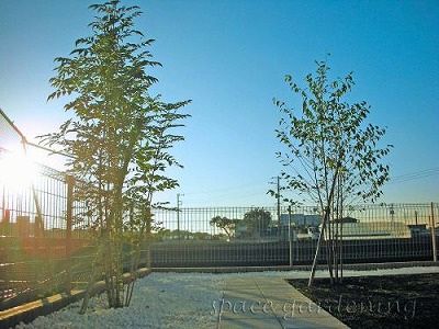 シンボルツリー シマトネリコ シンボルツリー シマトネリコ