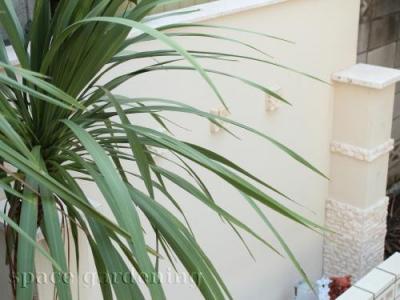 ドラセナ 庭木 ドラセナ 庭木