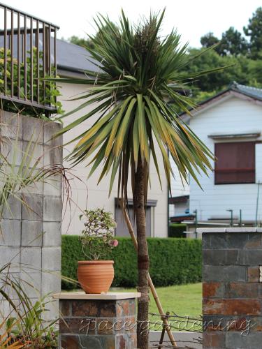 ドラセナ 常緑樹 ドラセナ 常緑樹