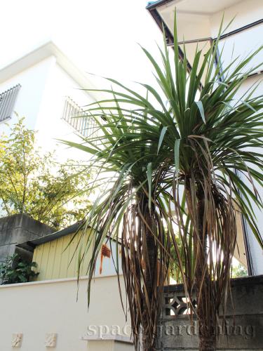 ドラセナ 常緑樹 ドラセナ 常緑樹