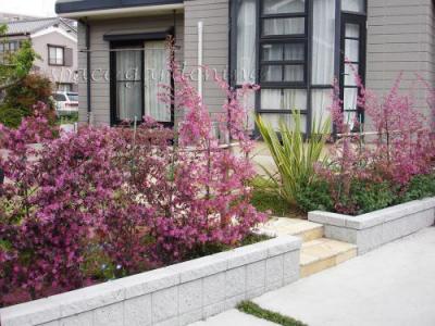 生垣 種類 トキワマンサク 生垣 種類 トキワマンサク