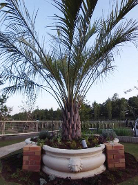 ココスヤシ ココスヤシ