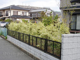 トキワマンサク白 生垣 葉 植栽 トキワマンサク白 生垣 葉 植栽