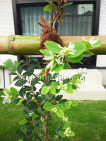 トキワマンサク白 生垣 花 植栽 トキワマンサク白 生垣 花 植栽