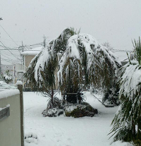 ココスヤシ さいたま展示場 ココスヤシ さいたま展示場