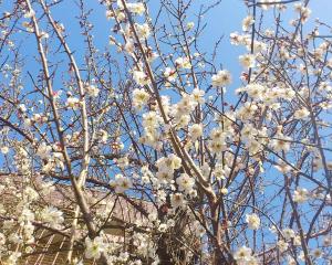 ウメ 梅 落葉高木 ウメ 梅 落葉高木