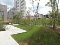 庭 芝 築山 庭 芝 築山