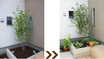 植栽 下草 庭木 シンボルツリー ヤマボウシ 植栽 下草 庭木 シンボルツリー ヤマボウシ