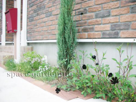 植栽 下草 チョコレートコスモス 庭木 コニファー 植栽 下草 チョコレートコスモス 庭木 コニファー