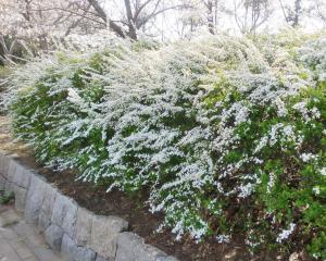 ユキヤナギ 植栽 生垣 ユキヤナギ 植栽 生垣