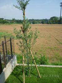 庭 植栽 シンボルツリー 常緑樹 オリーブ 庭 植栽 シンボルツリー 常緑樹 オリーブ