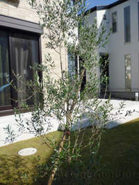 庭 植栽 シンボルツリー 常緑樹 オリーブ 庭 植栽 シンボルツリー 常緑樹 オリーブ