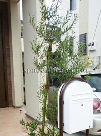 庭 植栽 シンボルツリー 常緑樹 オリーブ 庭 植栽 シンボルツリー 常緑樹 オリーブ