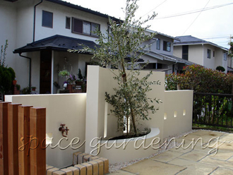 庭 植栽 シンボルツリー 常緑樹 オリーブ 庭 植栽 シンボルツリー 常緑樹 オリーブ