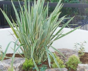 植栽 庭 下草 ニューサイラン 植栽 庭 下草 ニューサイラン