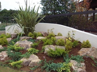 植栽 庭 下草 ニューサイラン 植栽 庭 下草 ニューサイラン