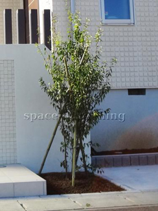 庭 庭木 植栽 シンボルツリー 常緑樹 ハイノキ 庭 庭木 植栽 シンボルツリー 常緑樹 ハイノキ