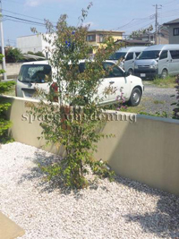 庭木 植栽 シンボルツリー 常緑樹 ハイノキ 庭木 植栽 シンボルツリー 常緑樹 ハイノキ