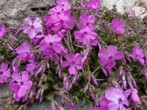 ÒµÒ¶¡¡¿¢Êª¡¡¥·¥Ð¥¶¥¯¥é¡¡½Éº¬Áð ¥°¥é¥ó¥É¥«¥Ð¡¼ ÒµÒ¶¡¡¿¢Êª¡¡¥·¥Ð¥¶¥¯¥é¡¡½Éº¬Áð¡¡¥°¥é¥ó¥É¥«¥Ð¡¼