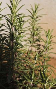 ¥í¡¼¥º¥Þ¥ê¡¼ ÒµÒ¶À <br />
¥í¡¼¥º¥Þ¥ê¡¼ ÒµÒ¶À