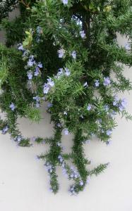 ¥í¡¼¥º¥Þ¥ê¡¼ ÒµÒ¶À ¥í¡¼¥º¥Þ¥ê¡¼ ÒµÒ¶À