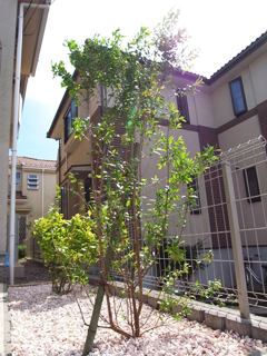 植栽 庭木 常緑樹 ギンバイカ 植栽 庭木 常緑樹 ギンバイカ