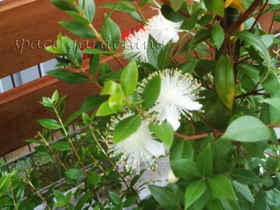 植栽 庭木 常緑樹 ギンバイカ 花 植栽 庭木 常緑樹 ギンバイカ 花