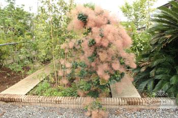 スモークツリー スモークツリー