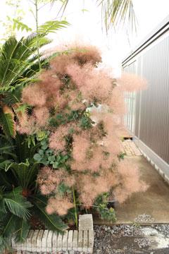 スモークツリー スモークツリー