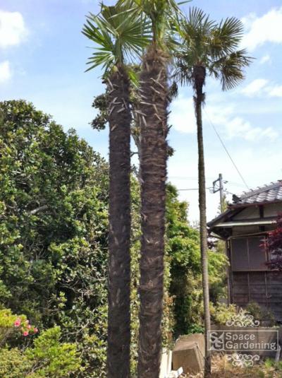 シュロの木 棕櫚 シュロの木 棕櫚