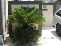 植栽 庭木 常緑樹 ソテツ 植栽 庭木 常緑樹 ソテツ