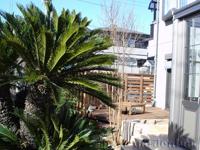 植栽 庭木 常緑樹 ソテツ 植栽 庭木 常緑樹 ソテツ