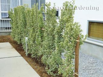植栽 生垣 常緑樹 キンマサキ 植栽 生垣 常緑樹 キンマサキ
