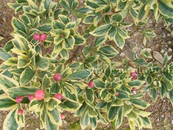 キンマサキ 生垣 キンマサキ 生垣