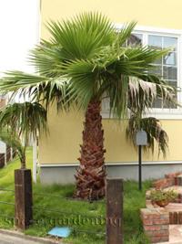 ¿¢ºÏ¡¡¥·¥ó¥Ü¥ë¥Ä¥ê¡¼¡¡¾ïÎмù¡¡¥ï¥·¥ó¥È¥ó¥ä¥· ¿¢ºÏ¡¡¥·¥ó¥Ü¥ë¥Ä¥ê¡¼¡¡¾ïÎмù¡¡¥ï¥·¥ó¥È¥ó¥ä¥·