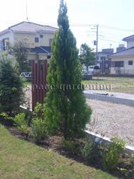 植栽 庭木 常緑樹 コニファー エレガンテシマ 植栽 庭木 常緑樹 コニファー エレガンテシマ