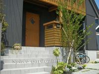 植栽 シンボルツリー 落葉樹 カツラ 植栽 シンボルツリー 落葉樹 カツラ