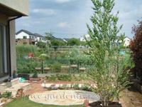 植栽 シンボルツリー 落葉樹 カツラ 植栽 シンボルツリー 落葉樹 カツラ