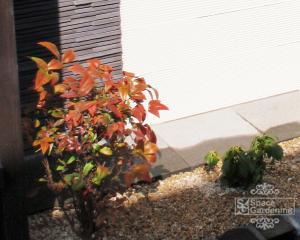 オタフクナンテン オタフクナンテン