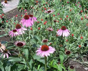 エキナセア エキナセア