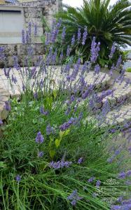 ¥é¥Ù¥ó¥À¡¼ ¥é¥Ù¥ó¥À¡¼