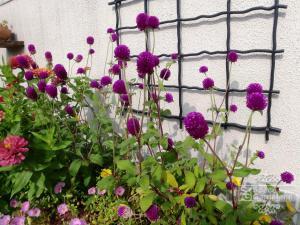 センニチコウ センニチコウ