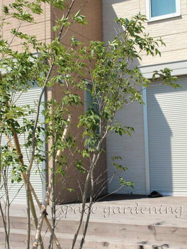 アオダモ アオダモ