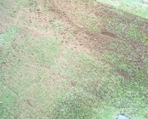 芝 庭 DIY 芝 庭 DIY