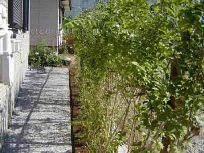 生垣 プリペット 船橋市 生垣 プリペット 船橋市