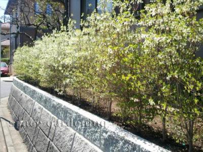 生垣 ドウダンツツジ 生垣 ドウダンツツジ