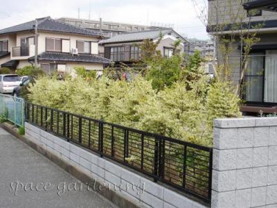 生垣 トキワマンサク 生垣 トキワマンサク