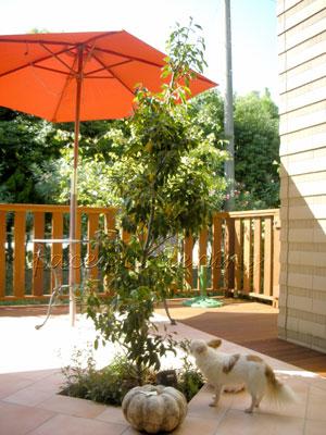 庭 パラソル 愛犬 チワワ 庭 パラソル 愛犬 チワワ